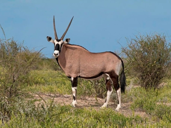 Mixed Farms Okavango Properties Botswana Real Estate