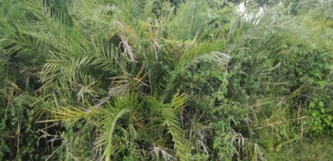 vegetation