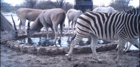 Zebras/hide